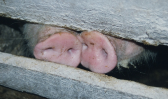 Ceny skupu świń rzeźnych (22.03.2026)