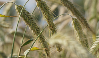 Wolumen skupu podstawowych produktów roślinnych