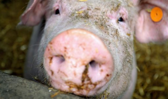 Ceny żywca wieprzowego, wołowego i drobiowego (8.02.2026)