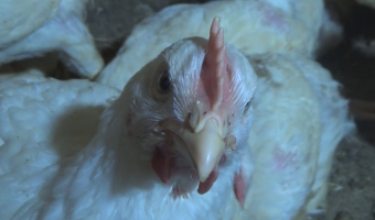 Ceny drobiu w Polsce (18.01.2026)