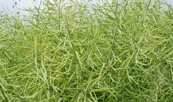 Ceny rzepaku i produktów jego przerobu (28.12.2025)