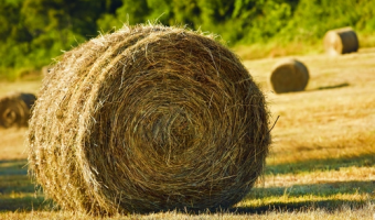 Zbiory siana łąkowego