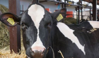 Wzrost importu bydła