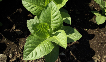 Polska opowiada się za utrzymaniem uprawy tytoniu jako regionalnej, tradycyjnej gałęzi produkcji rolnej w Polsce