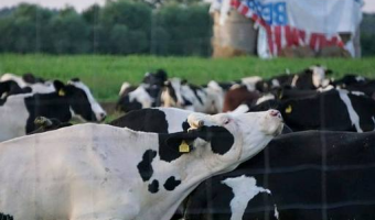 Stwierdzenie 41-63 ognisk choroby niebieskiego języka (BT) w 2025 r.