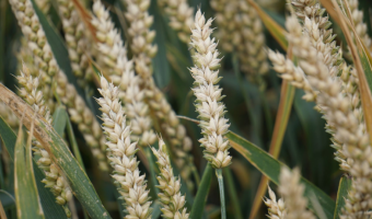 Rosną prognozy zbiorów w Australii