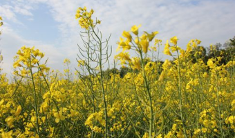 Ceny rzepaku i produktów jego przerobu (30.11.2025)