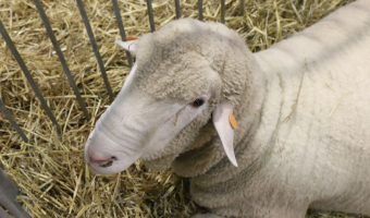 Stwierdzenie 27-34 ogniska choroby niebieskiego języka (BT) w 2025 r.