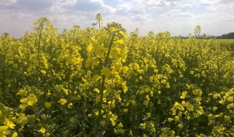 Ceny rzepaku i produktów jego przerobu (22.02.2026)