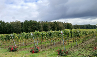 Róże w winnicach - piękno, tradycja i naturalna ochrona winorośli