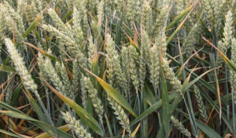 Obroty handlowe ziarnem zbóż i przetworami zbożowymi