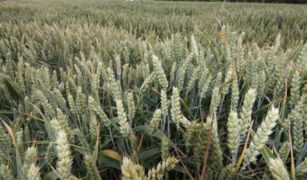 Ceny zbóż w skupie (18.01.2026)
