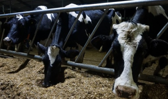 Stwierdzenie 64-76 ognisk choroby niebieskiego języka (BT) w 2025 r.