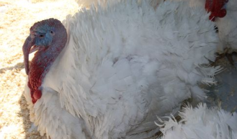 Stwierdzenie ogniska wysoce zjadliwej grypy ptaków (HPAI) u drobiu nr 128 w 2025 r.