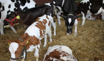 Dopłaty do ubezpieczeń zwierząt gospodarskich - rusza nabór