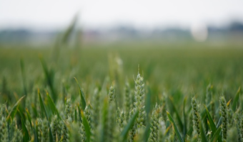 Struktura powierzchni zasiewów