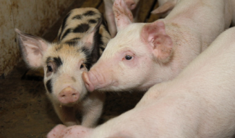 Ceny skupu świń rzeźnych (8.02.2026)