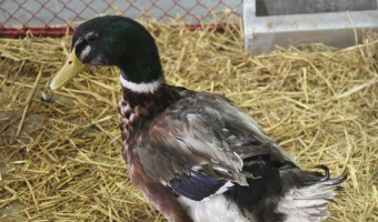 Aktualizacja sytuacji epizootycznej w zakresie rzekomego pomoru drobiu (ND) u drobiu w 2026 r.