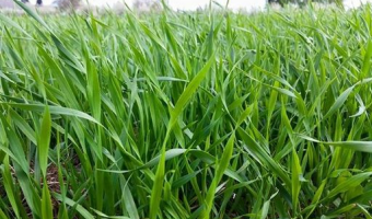 Indeks cen zbóż FAO