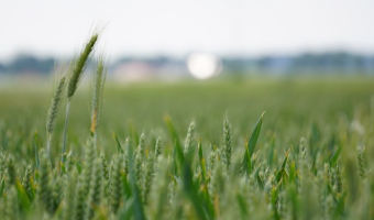 Ceny zbóż w kraju (1.02.2026)