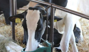 Pogłowie bydła mlecznego
