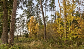 Zagospodarowanie lasu