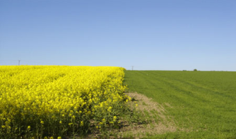 Ceny rzepaku i produktów jego przerobu (14.12.2025)