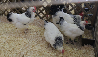 W sprawie środków podejmowanych w związku z wystąpieniem rzekomego pomoru drobiu