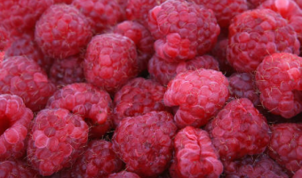 Polska malinową potęgą w UE