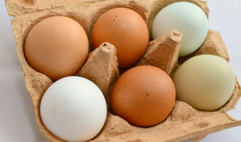 Decyzja ws. ograniczeń HPAI w eksporcie do Macedonii Północnej