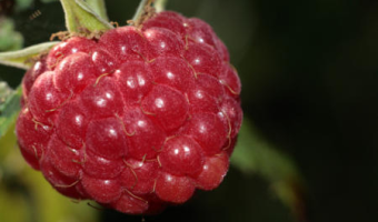 Powierzchnia uprawy, plony i zbiory malin w Polsce