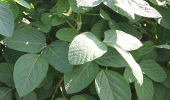 Rosną prognozy zbiorów soi w Brazylii