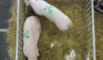 Pogłowie świń według stanu w grudniu 2025 r.