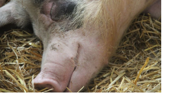 Ceny skupu świń rzeźnych (22.02.2026)