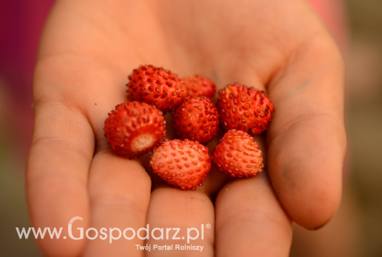 Poziomka (Frigaria L)