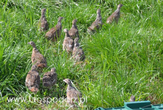 Kolejne nadleśnictwo pomaga kuropatwom