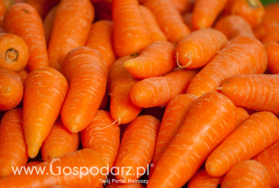 Wzrost cen warzyw korzeniowych