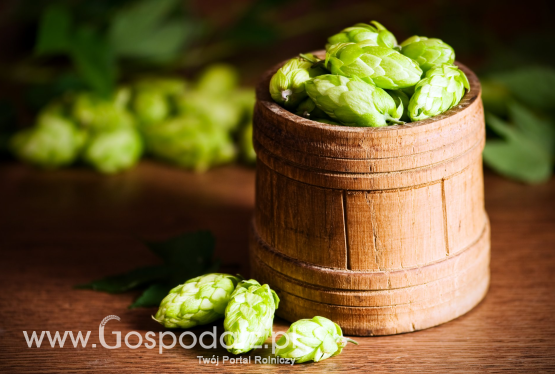 Produkcja piwa wpływa na polskich rolników