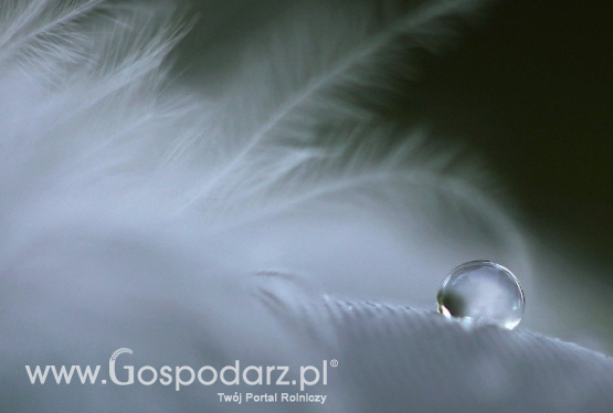 Uzgodniono wzór nowego świadectwa zdrowia dla puchu i pierza eksportowanych do Chin