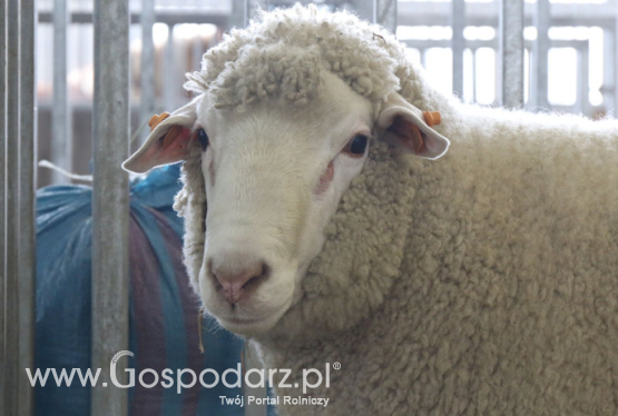 Niskie ceny polskich owiec