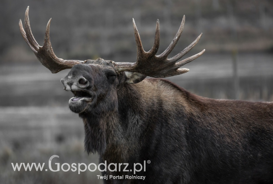 MKiŚ o zagospodarowaniu tusz zwierząt objętych ochroną
