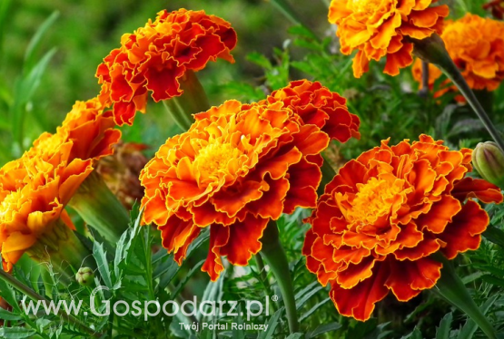 Aksamitka (Tagetes)