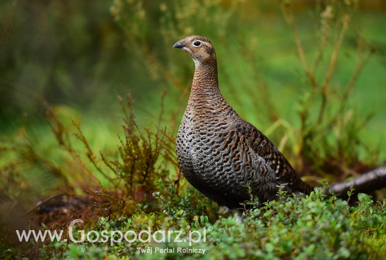 Lasy Państwowe ratują populację cietrzewia