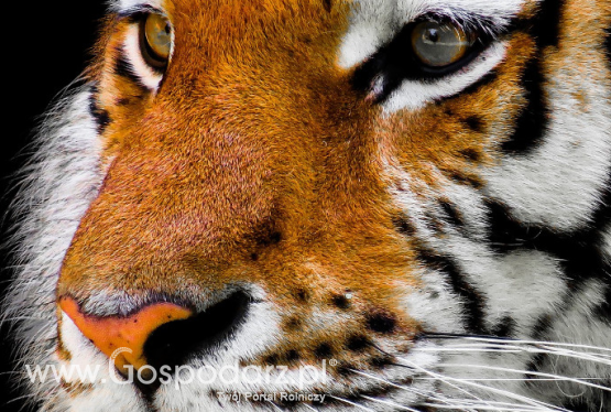 GIW w sprawie transportu tygrysów azjatyckich z Włoch do Federacji Rosyjskiej