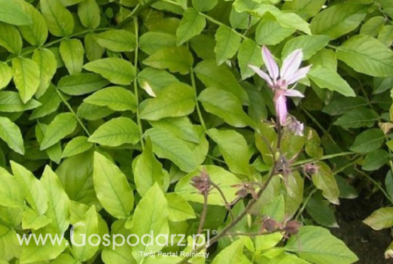 „Las na gipsie jest chroniony przez leśników