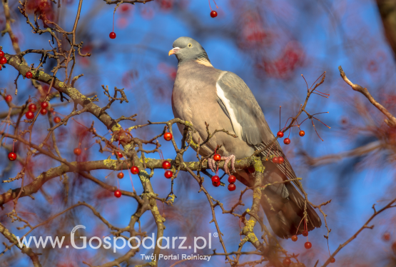 Targi Gołębi Pocztowych i Akcesoriów