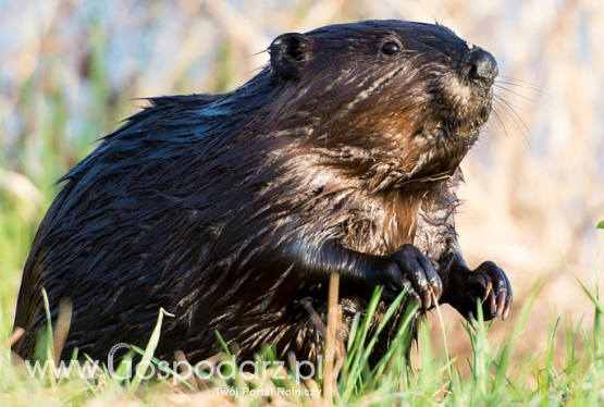 Szacowanie szkód bobrowych