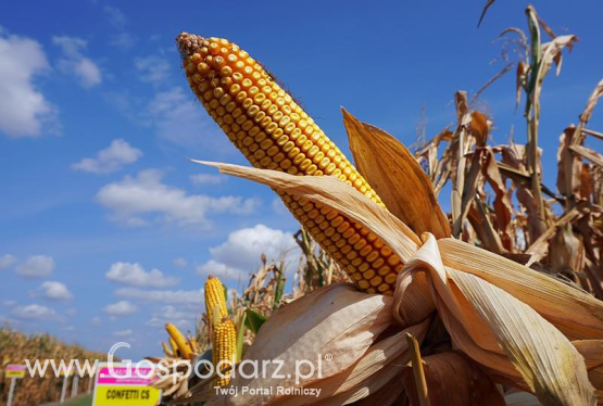 Międzynarodowa Rada Zbożowa (IGC) podnosi swoje prognozy światowych zbiorów kukurydzy i pszenicy