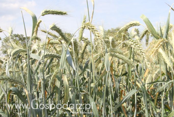 Ceny zbóż na giełdach towarowych (03.01.2021)