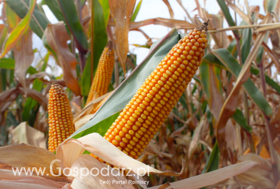 Komisja Europejska obniża oczekiwne plony kukurydzy
